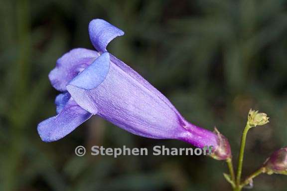 penstemon azureus var azureus 5 graphic